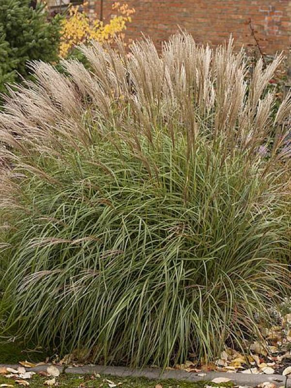 Miskant 'Yaka Dance' – dynamiczny pokrój i czerwone wiechy