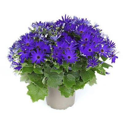 Pericallis POP! Bang Blue – długie kwitnienie