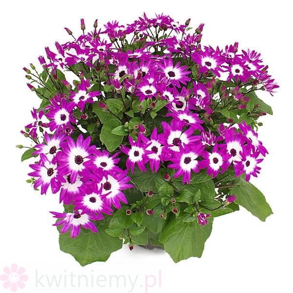 Pericallis POP! Crushed Lilac – pastelowe liliowe kwiaty