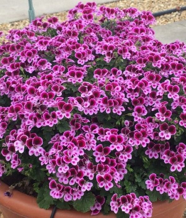 Pelargonia Angeleyes Perfume Lavender