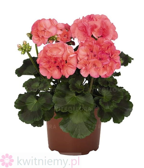 Pelargonia Big EEZE Watermelon – arbuzowe różowo-czerwone kwiaty