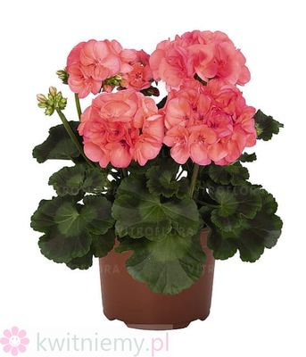 Pelargonia Big EEZE Watermelon – arbuzowe różowo-czerwone kwiaty