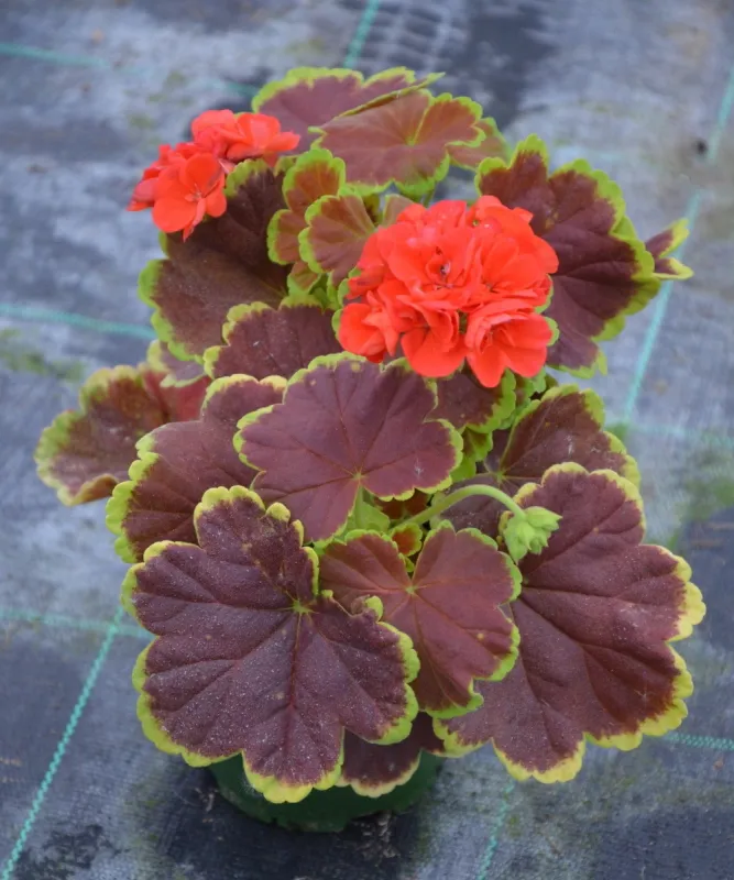 Pelargonia rabatowa Caramel Red - sadzonka