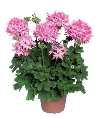 Pelargonia rabatowa Fireworks Pink