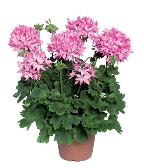 Pelargonia rabatowa Fireworks Pink