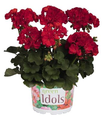 Pelargonia rabatowa Green Idols True Red