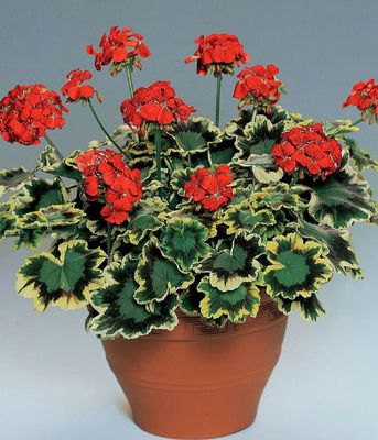 Pelargonia rabatowa Mrs Pollock