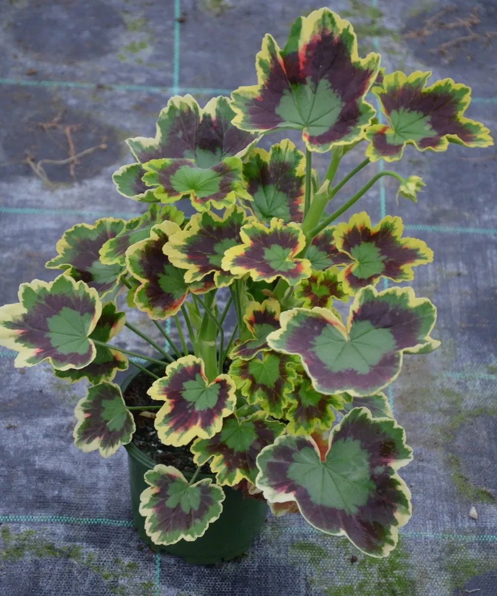 Pelargonia rabatowa Mrs Pollock - ozdobne liście