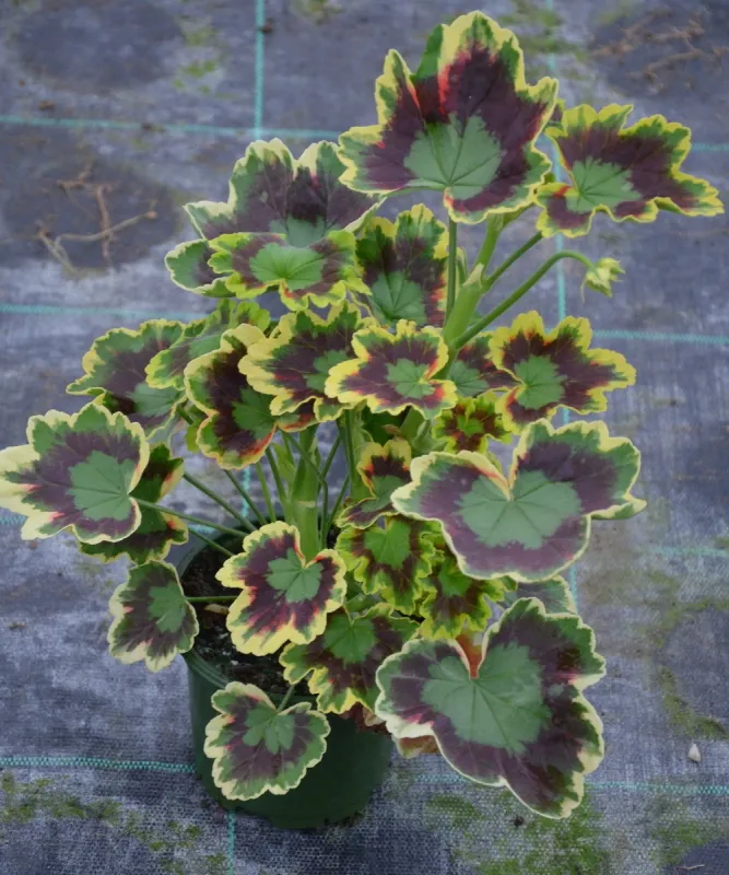 Pelargonia rabatowa Mrs Pollock - ozdobne liście