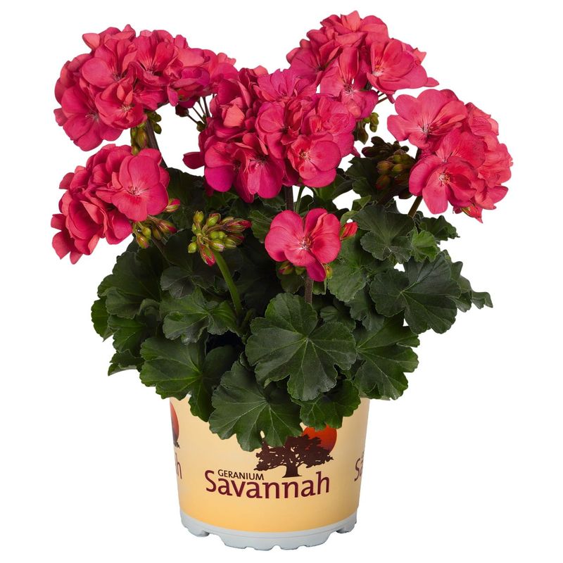 Pelargonia rabatowa Savannah™ Punch Imp.