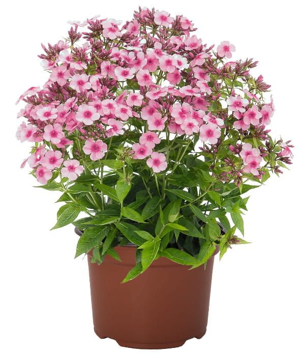 Phlox Early® Pink