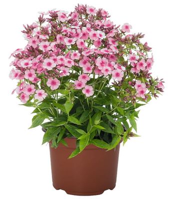 Phlox Early® Pink