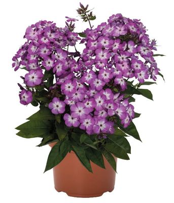 Phlox Flame® Pro Purple