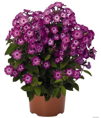 Phlox Flame® Purple Eye