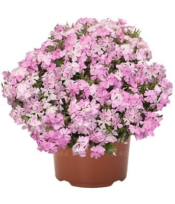 Phlox subulata Spring® Soft Pink
