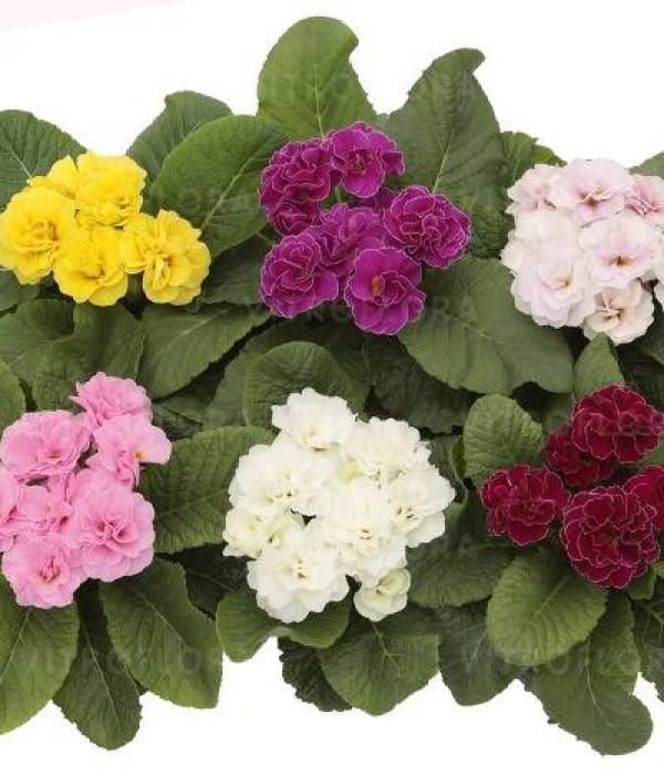 Primula Hethor Petticoat Double Mix