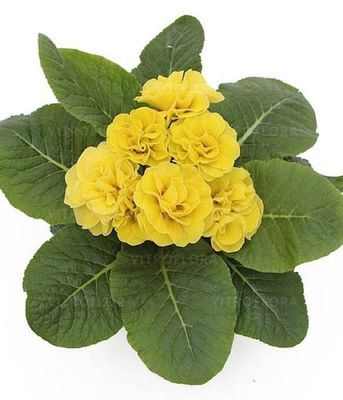 Primula Hethor Petticoat Double Yellow