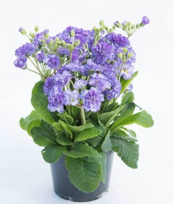 Primula Pollyanna Crystal