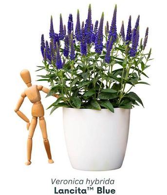 Przetacznik 'Lancita Blue'