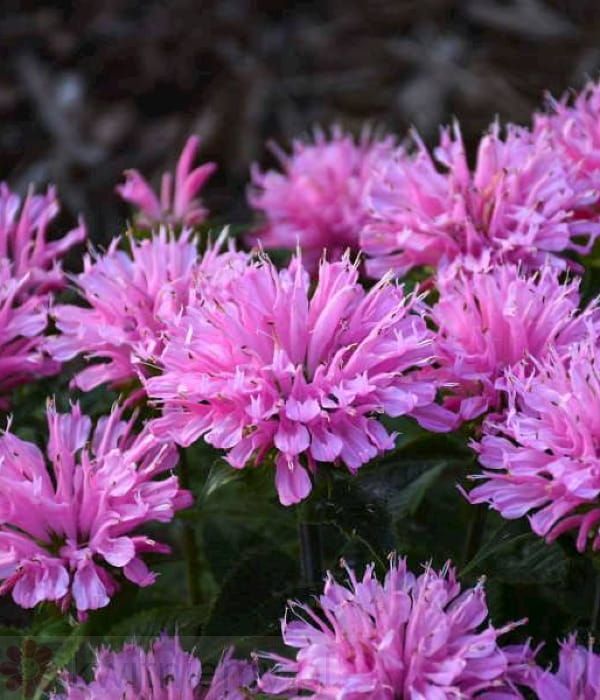 Pysznogłówka SUGAR BUZZ Pink Frosting – jasnoróżowe kwiaty monardy