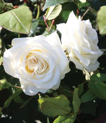 Róża National Parks® 'Claus Dalby' –  róża rabatowa