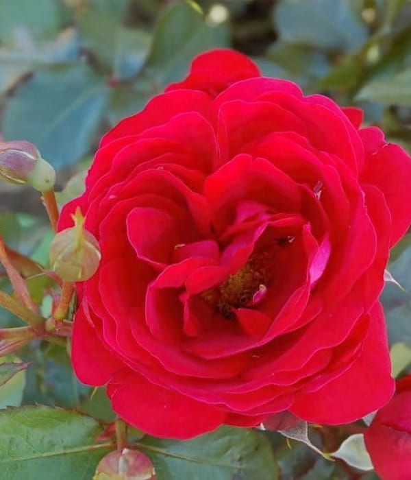 Róża National Parks® 'Grenada' – pachnąca róża rabatowa