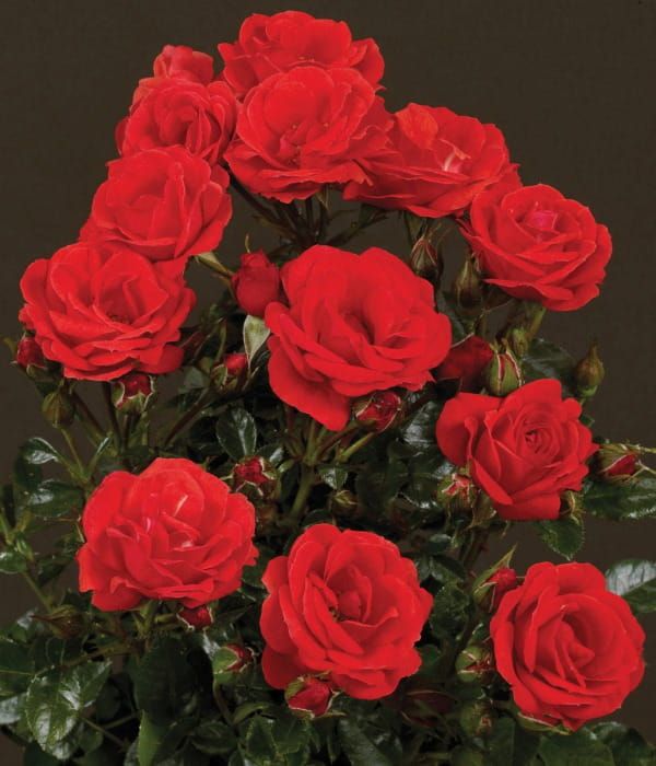 Róża pnąca Courtyard® 'Balbo'