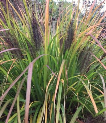 Rozplenica 'Black Beauty'