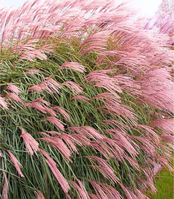 Miskant chiński 'Flamingo'