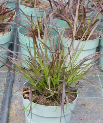 Rozplenica 'Rubrum'