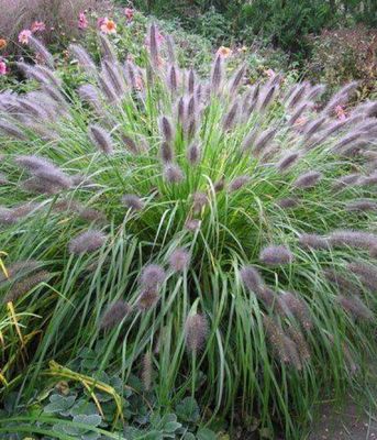 Rozplenica 'Viridescens'