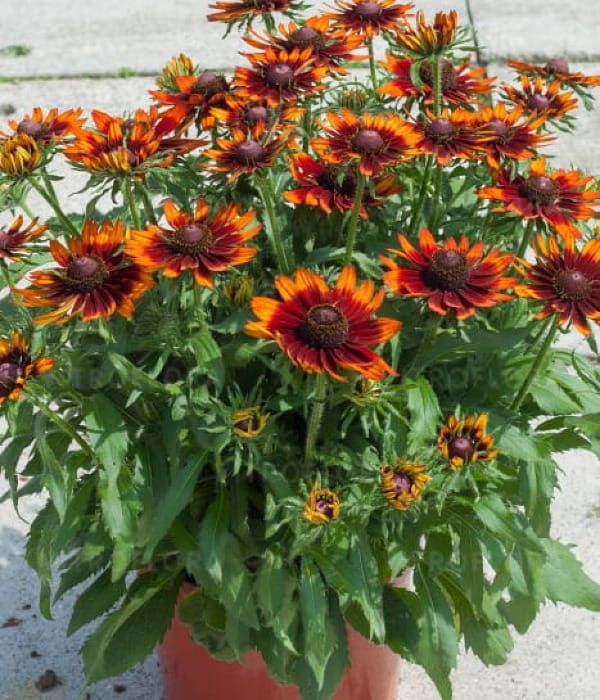 Rudbekia SmileyZ™ 'Happy'