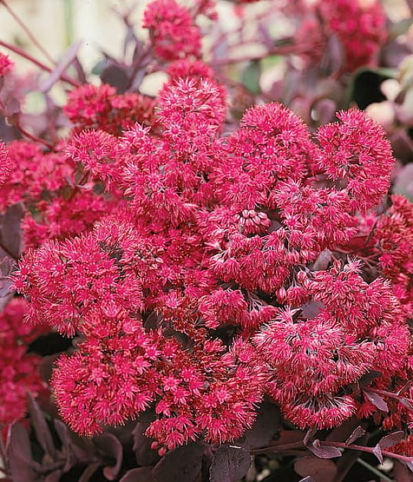 Rozchodnik 'Bertram Anderson'