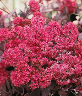 Rozchodnik 'Bertram Anderson'