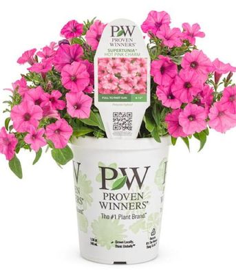 Supertunia MINI VISTA® 'Hot Pink'