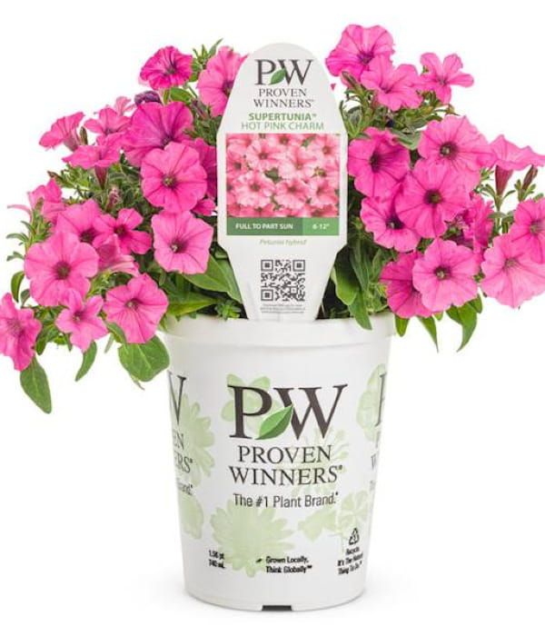 Supertunia MINI VISTA® 'Hot Pink'