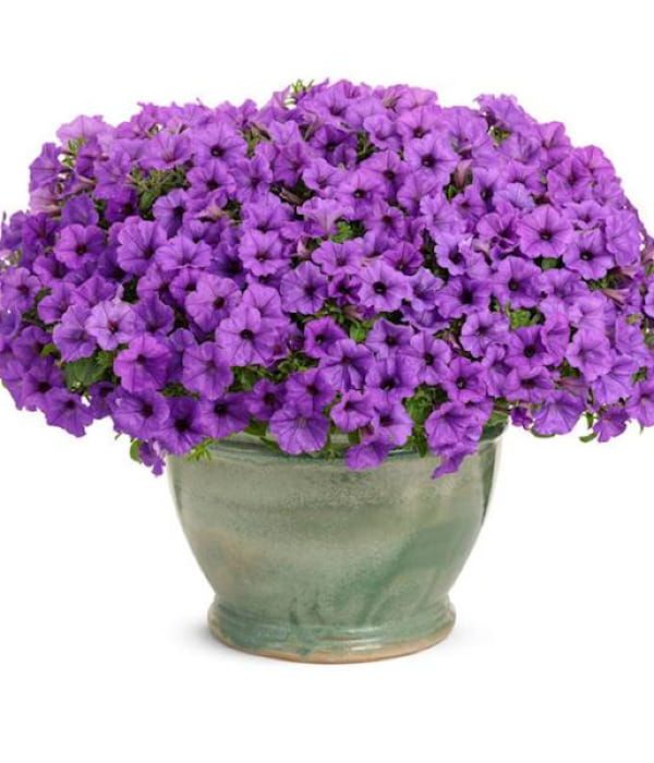 Supertunia MINI VISTA® 'Violet Star'