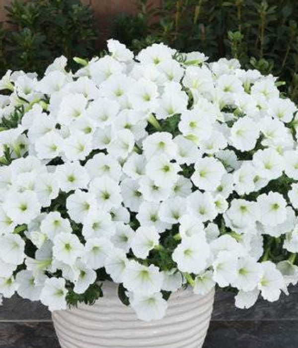 Supertunia MINI VISTA® 'White'