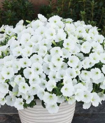 Supertunia MINI VISTA® 'White'