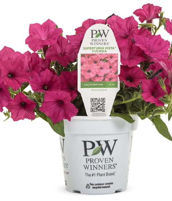 Supertunia VISTA® 'Fuchsia'