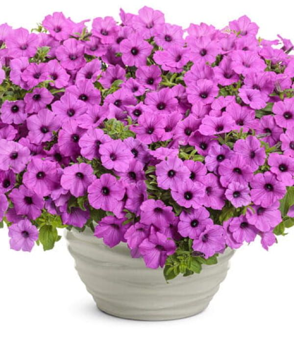 Supertunia VISTA®  'Jazzberry'