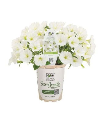 Supertunia VISTA® 'Snowdrift'