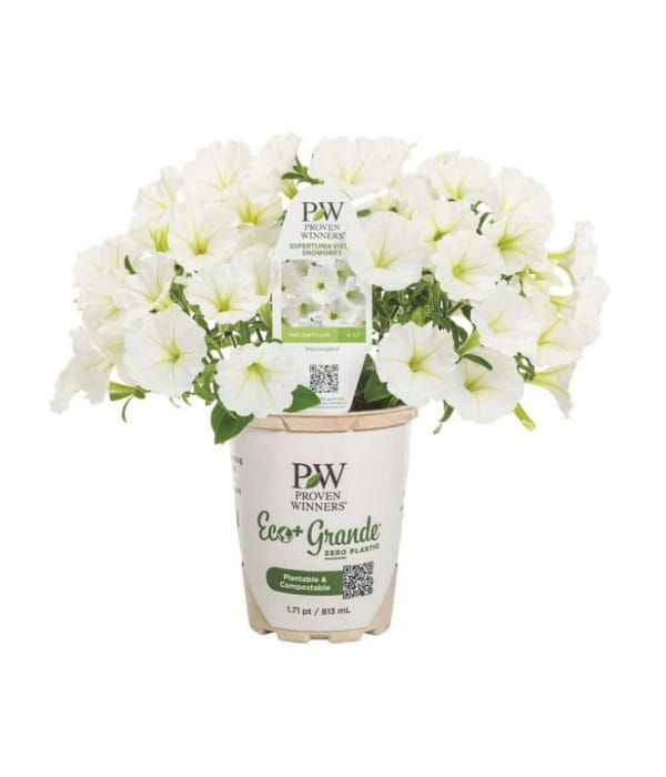 Supertunia VISTA® 'Snowdrift'