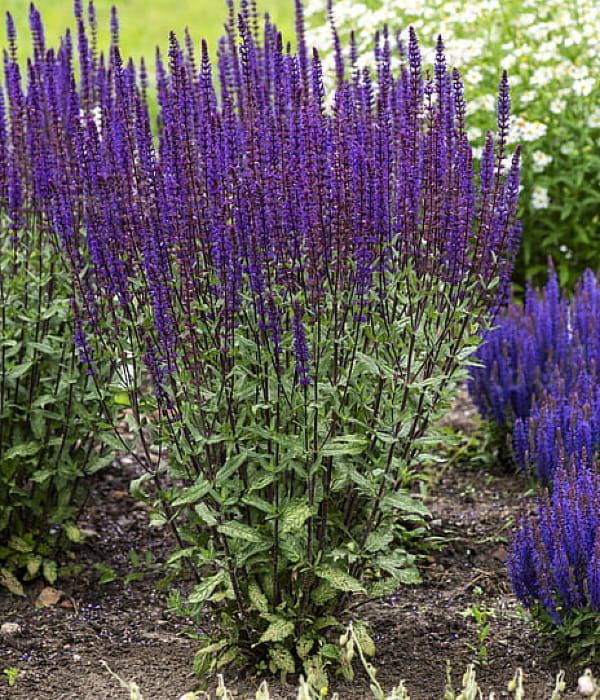 Szałwia 'Caradonna'