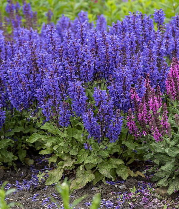 Szałwia 'Noble Knight'