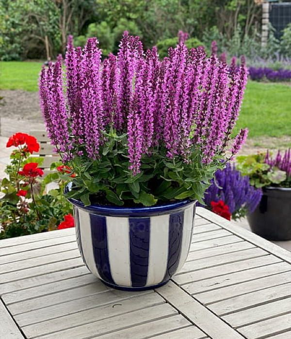 Szałwia 'Rianne Pink'