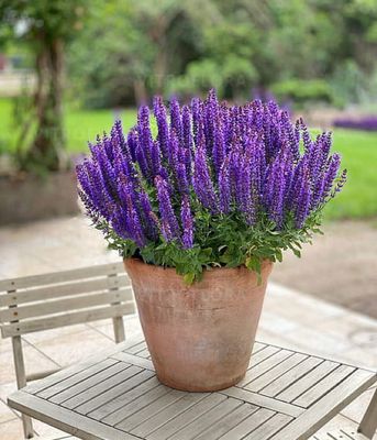 Szałwia 'Rianne Purple'