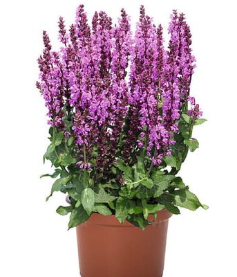 Szałwia Royal Magenta