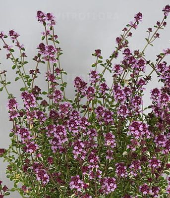 Macierzanka 'Foxley' - bylina okrywowa