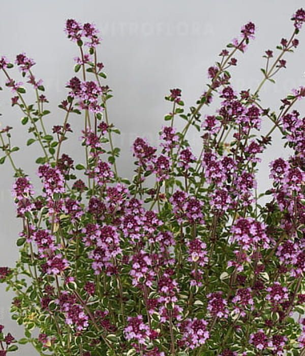 Macierzanka 'Foxley' - bylina okrywowa